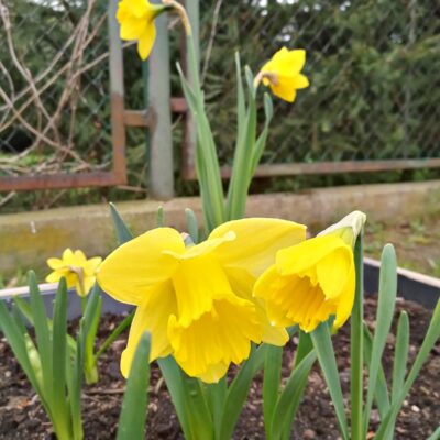 Przedszkole z Bystrzycy Dolnej pielęgnuje ogródek