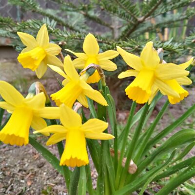 Przedszkole z Bystrzycy Dolnej pielęgnuje ogródek