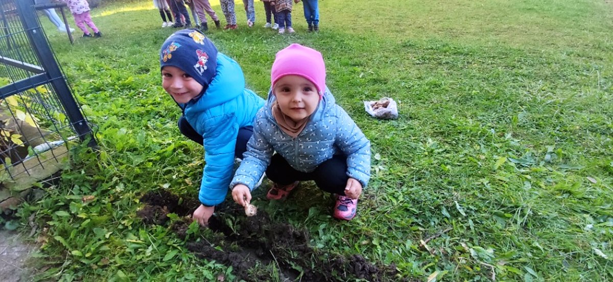Sadzenie żonkili przez przedszkolaków w Witoszowie Dolnym