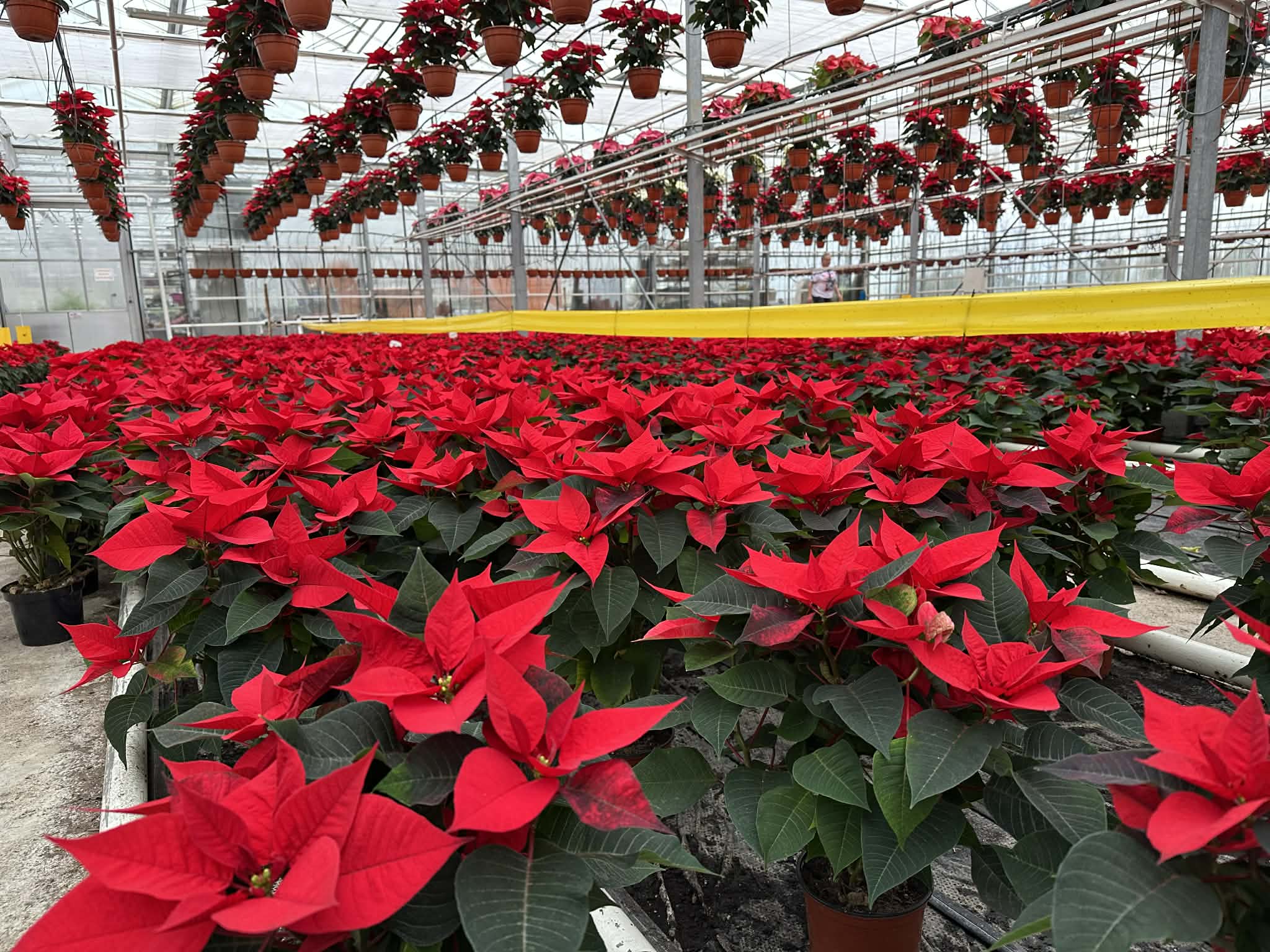 Gwiazda betlejemska podczas upraw szklarniowych