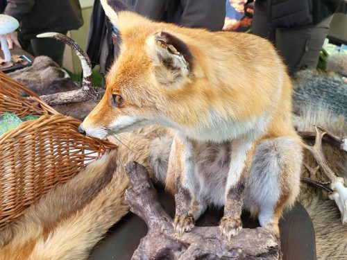 558953087 1266355702194385 618779607167215318 n